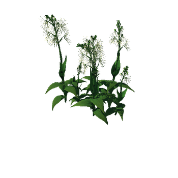 Flower Habenaria Medusa1 1